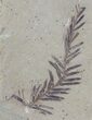 Metasequoia (Dawn Redwood) Fossil Plate - Montana #52172-1